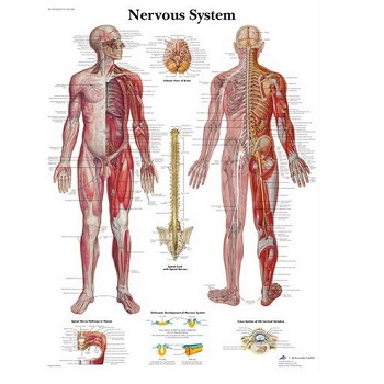 NERVOUS SYSTEM